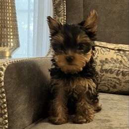 Whitney - Black and tan female Yorkshire Terrier puppy in Las Vegas, Nevada from LV3M Cane Corso