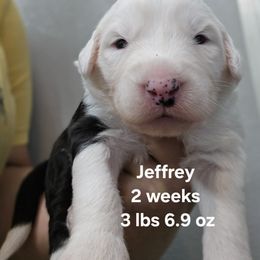Jeffrey - Black and white male Old English Sheepdog puppy in Sutherlin, Oregon from Sapphire Eyes Sheepdogs