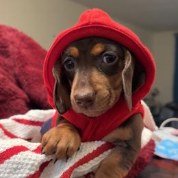 Dachshund Puppies from Jae’s Puppy House