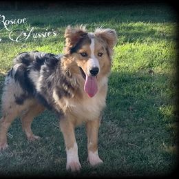 Roscoe - Australian Shepherd