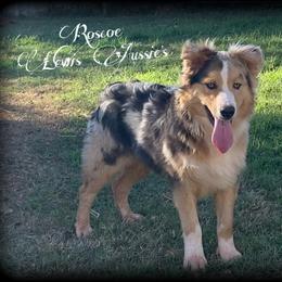 Roscoe - Australian Shepherd