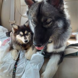 Pomsky and Siberian Husky All Grown Up from Pine and Sea Pomskies