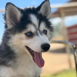 Sterling - Black and white male Pomsky puppy in Mesa, Arizona from Platinum Pomskies