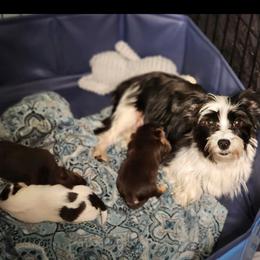 Morkie puppies from GRIFFEY'S SPA AND KENNEL