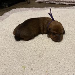 Gala (Purple) - Red female Dachshund puppy in Rapidan, Virginia from Cedar Run Border terriers and Dachshunds