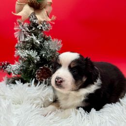 Flo - Black tri-color female Australian Shepherd puppy in Vista, California from Cummings Family Aussies
