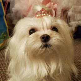 Tinkerbell  - Maltese