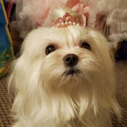 Tinkerbell  - Maltese