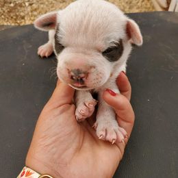 Boy 2 - American Bulldog puppy in Yellville, Arkansas from Offerman Family Bulldogs