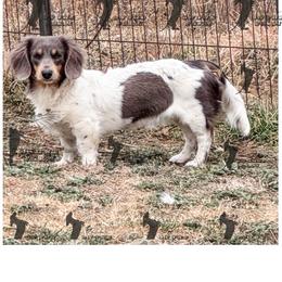 Boone Crockett Broz - Blue and tan male Dachshund puppy in San Angelo, Texas from Dachs on the Farm