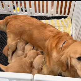 Golden Retriever Puppies from American True Golden retriever