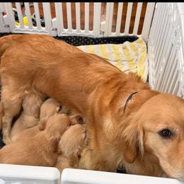 Golden Retriever Puppies from American True Golden retriever