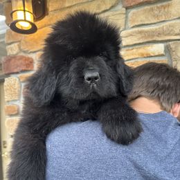 Pink stripes - Black female Newfoundland puppy in Nevis, Minnesota from Faithful Acres Newfs