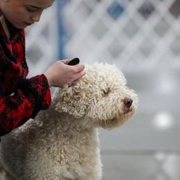 Piggy - Lagotto Romagnolo