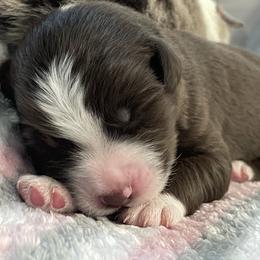 Australian Shepherd Puppies from Forgotten Coast Australian Shepherds