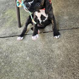Boxer Puppies from Winchester Boxers