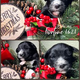 (3) Fortune 1621 - Black tri-color male Australian Shepherd puppy in Huntington, Texas from JKKJ Farms