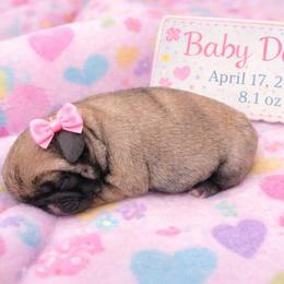 Darcy - Fawn female Pug puppy in Broadway, Virginia from Colebrook Posh Pugs