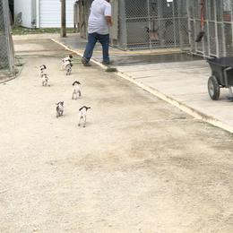 German Shorthaired Pointer Puppies from Hardwood Kennels