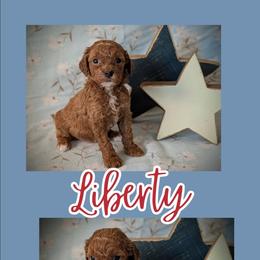 Liberty - Apricot female Goldendoodle puppy in Coarsegold, California from Hobbit Hollow Acres