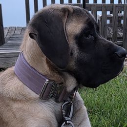 Mastiffs and Miniature Australian Shepherds from M&M Aussie's & Mastiff's