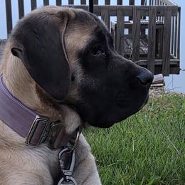 Mastiffs and Miniature Australian Shepherds from M&M Aussie's & Mastiff's