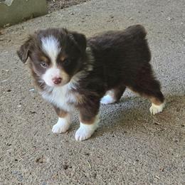 Jaina Solo - Red tri-color female Miniature American Shepherd puppy in Vancouver, Washington from BonDrew's Miniature American Shepherds