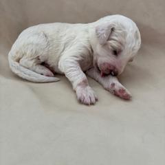 Horchata - Gold female Bordoodle puppy in Indianapolis, Indiana from Indiana Bordoodles