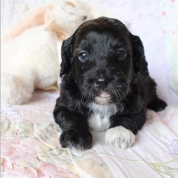Cockapoo Puppies from Darling Doodles