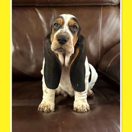 Girl 3 - Black white and brown Basset Hound puppy in Columbia, South Carolina from Pawmetto Hounds