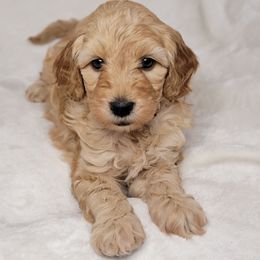 Goldendoodle Puppies from Lake Village Doodles