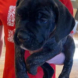 Boy 2 - Black brindle male Cane Corso puppy in Olympia, Washington from Grayling Dawn Cane Corso