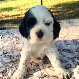 Blue Boy - Black and white male Cocker Spaniel puppy in Beggs, Oklahoma from Southern Country Cockers