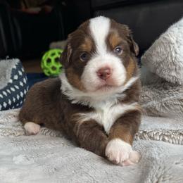 Scout - Red tri male Toy Australian Shepherd puppy in Tonasket, Washington from V5 Aussies