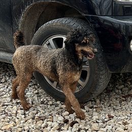 Mocha - Poodle