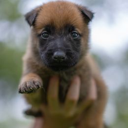 Marshal - Fawn male Belgian Malinois puppy in Lincoln, Nebraska from Nebraska K9
