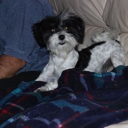 Pappy - Maltipoo