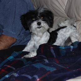 Pappy - Maltipoo