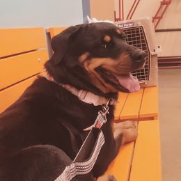 Psyche - Rottweiler