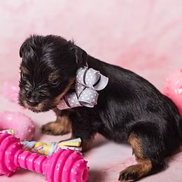 Yorkshire Terrier Puppies from New Holland Yorkie Farm