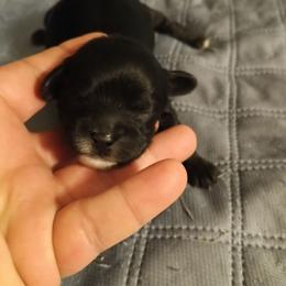 Girl 3 - Black female Cavapoo puppy in East Providence, Rhode Island from Marta's Cavaliers