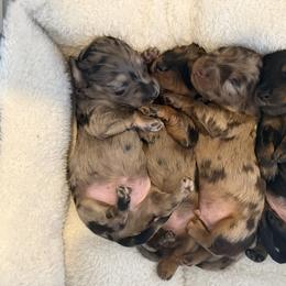 Dachshund Puppies from Birkin’ Paws