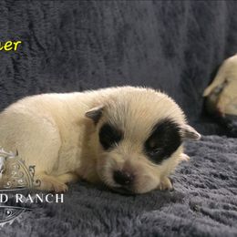 Donner - Blue female Australian Cattle Dog puppy in Silsbee, Texas from Rockin ND Ranch