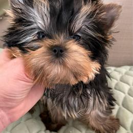 Muha - Blue and gold male Yorkshire Terrier puppy in San Diego, Temecula, Ontario, California from Yorkie & Maltese Royalty
