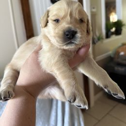 Light pink - Light golden female Golden Retriever puppy in Mims, Florida from Goldens