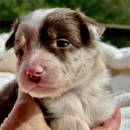 Biscuit - Red merle male Border Collie puppy in East Ellijay, Georgia from Nine Peaks Border Collies
