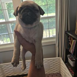 Ellie Mai - Fawn female Pug puppy in Auburn, Kentucky from Prentice Family Pugs