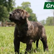 Green Collar - Tiger male Perro de Presa Canario puppy in Pocahontas, Illinois from Cabeza Grande Kennel