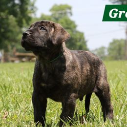 Green Collar - Tiger male Perro de Presa Canario puppy in Pocahontas, Illinois from Cabeza Grande Kennel