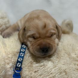 Yellow male 1 - Black male Labrador Retriever puppy in Orlando, Florida from Clarisma K9’s
